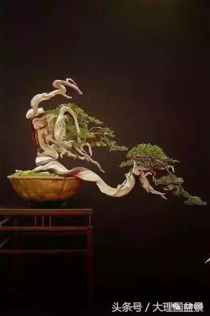 盆景造型的「十三法則」
