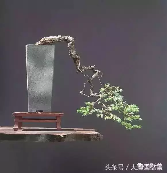盆景造型的「十三法則」