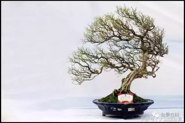 盆景造型的「十三法則」