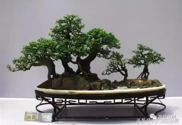 盆景造型的「十三法則」