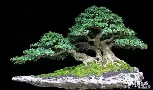 盆景造型的「十三法則」