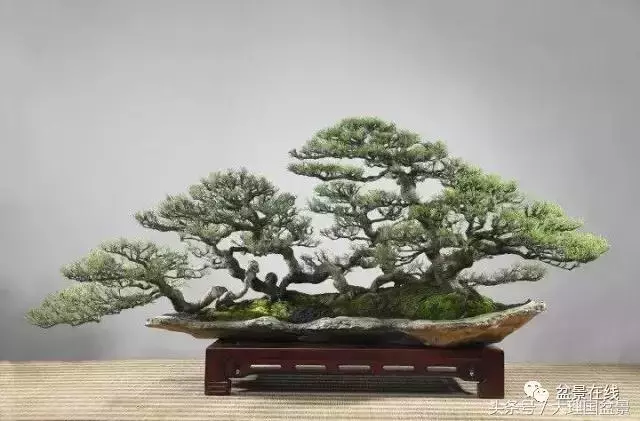 盆景造型的「十三法則」
