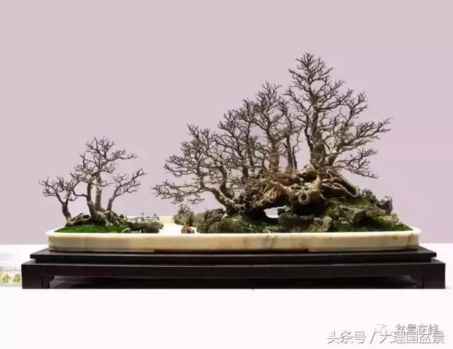 盆景造型的「十三法則」