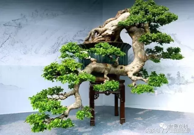 盆景造型的「十三法則」