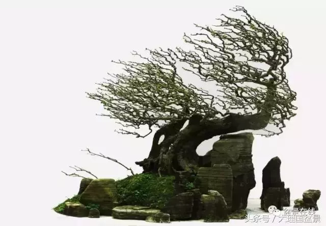 盆景造型的「十三法則」