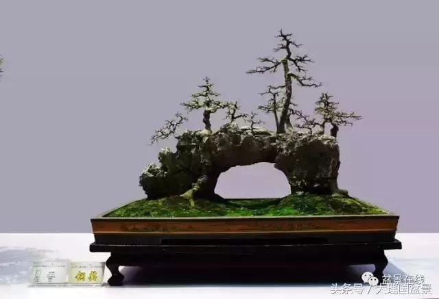 盆景造型的「十三法則」