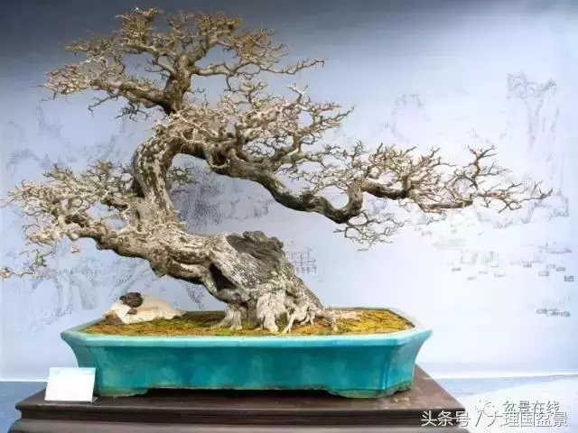盆景造型的「十三法則」