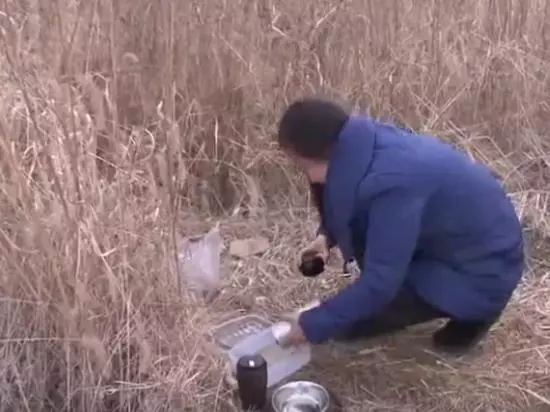 薩摩耶只剩三隻腿,撿垃圾為生,卻拒絕被人收養