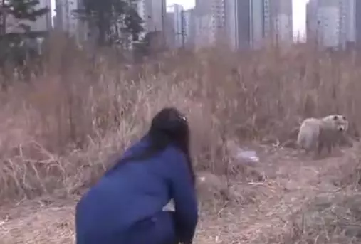 薩摩耶只剩三隻腿,撿垃圾為生,卻拒絕被人收養
