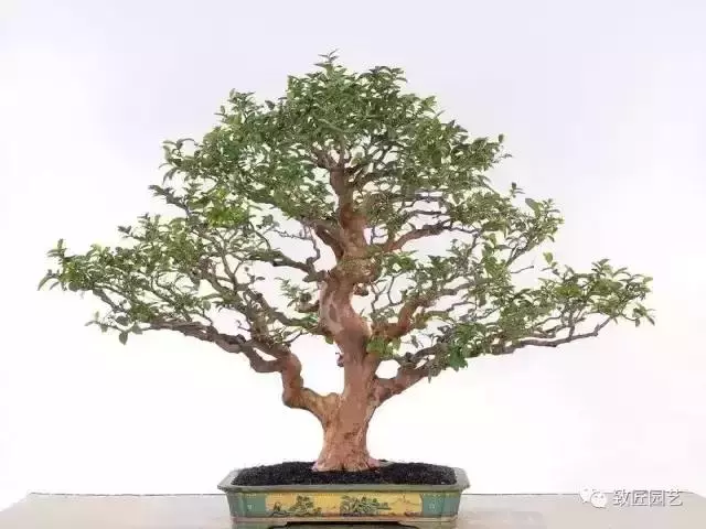 值得收藏 圖解盆景造型12式