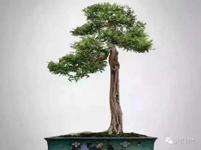 值得收藏 圖解盆景造型12式