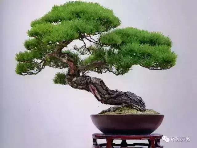 值得收藏 圖解盆景造型12式