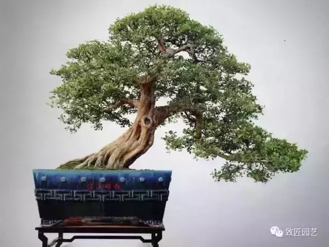 值得收藏 圖解盆景造型12式