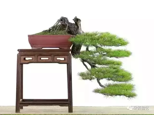 值得收藏 圖解盆景造型12式