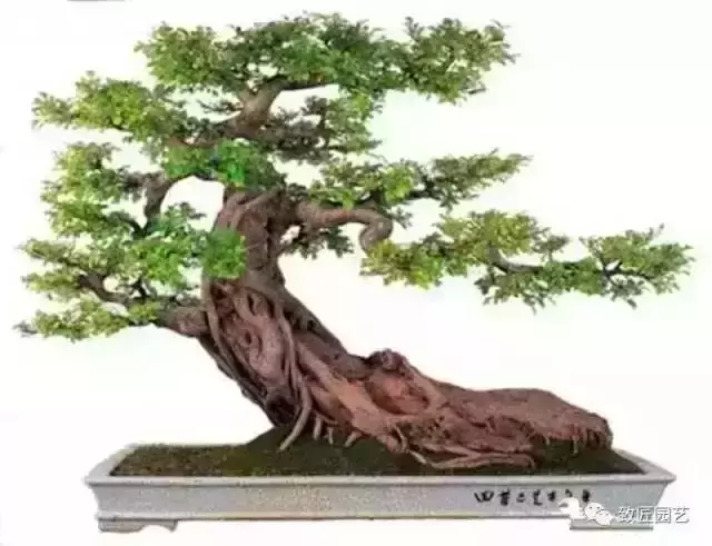 值得收藏 圖解盆景造型12式