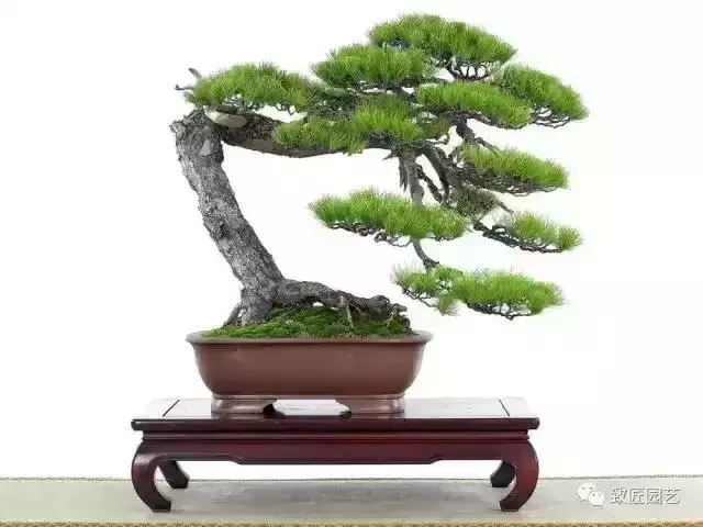值得收藏 圖解盆景造型12式
