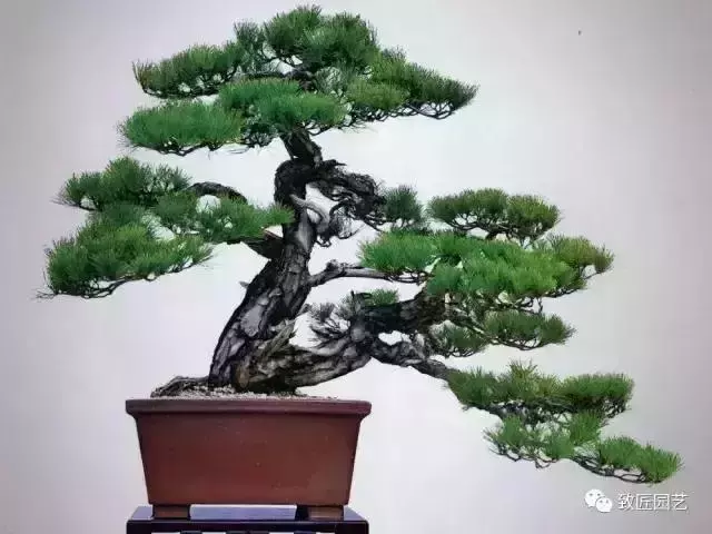 值得收藏 圖解盆景造型12式