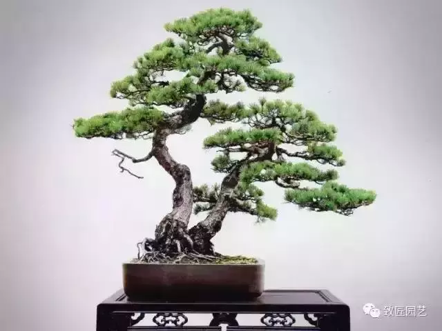 值得收藏 圖解盆景造型12式