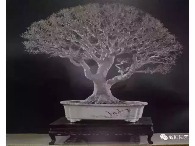 值得收藏 圖解盆景造型12式