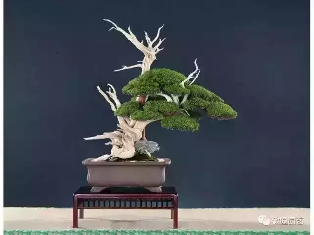 值得收藏 圖解盆景造型12式