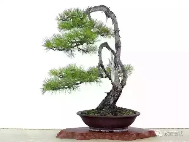 值得收藏 圖解盆景造型12式