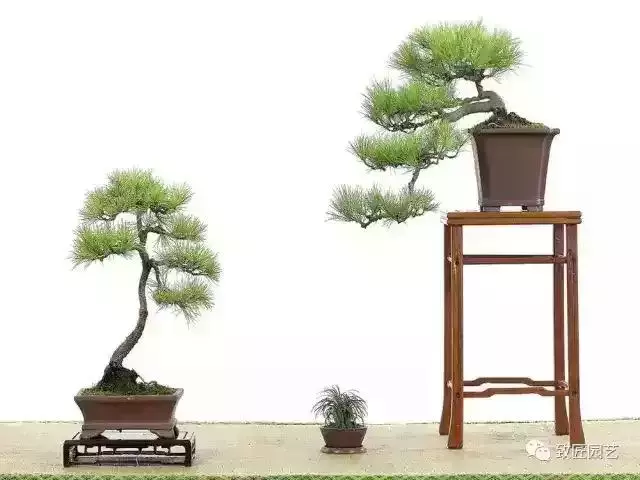 值得收藏 圖解盆景造型12式