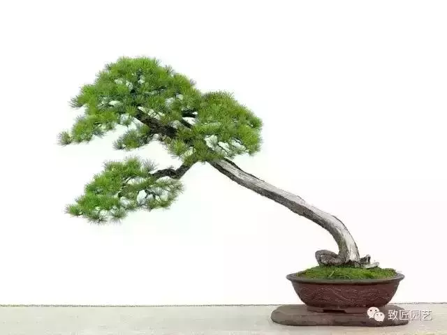 值得收藏 圖解盆景造型12式