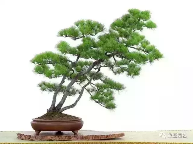 值得收藏 圖解盆景造型12式