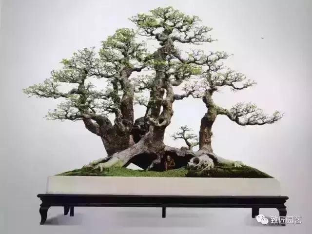 值得收藏 圖解盆景造型12式