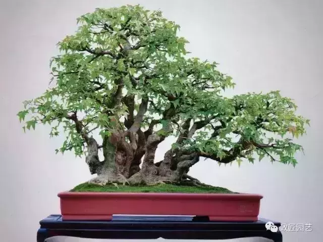 值得收藏 圖解盆景造型12式