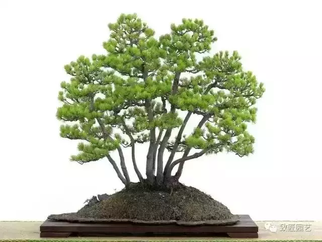 值得收藏 圖解盆景造型12式