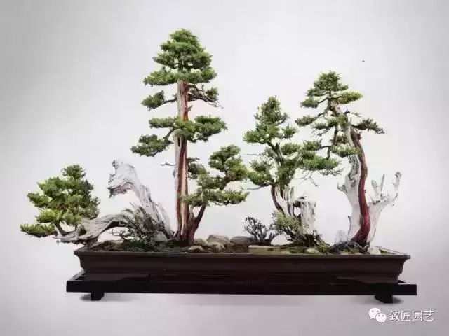 值得收藏 圖解盆景造型12式