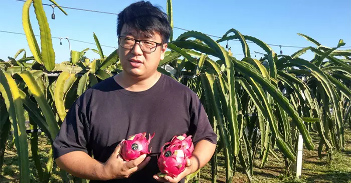 紅龍果價跌 屏東31歲青農這樣說