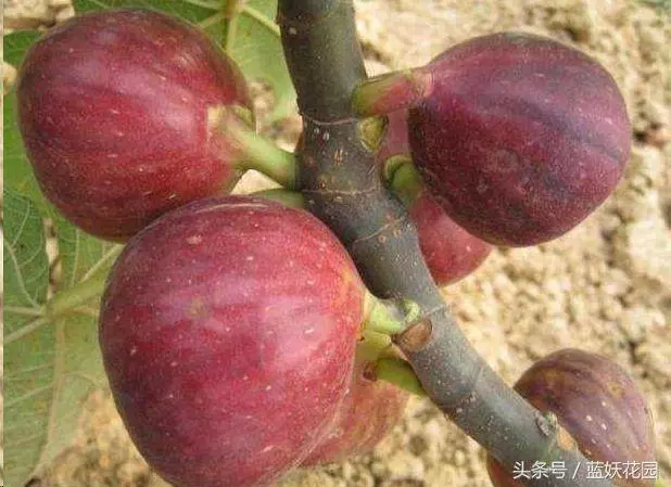 家裡種無花果,記住這2點,果子長的多又大,全家人都吃不完