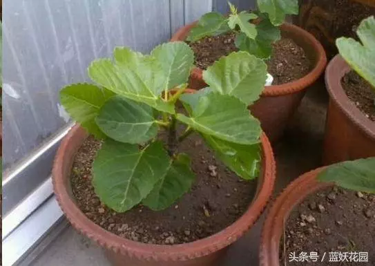 家裡種無花果,記住這2點,果子長的多又大,全家人都吃不完