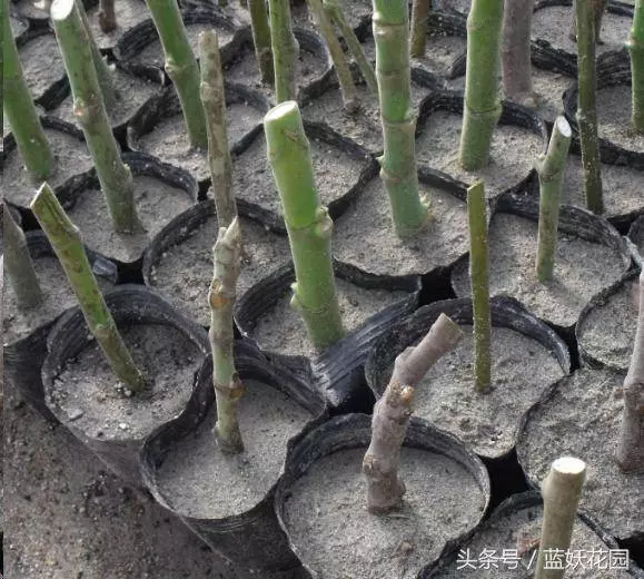 家裡種無花果,記住這2點,果子長的多又大,全家人都吃不完