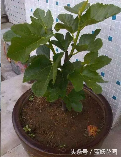 家裡種無花果,記住這2點,果子長的多又大,全家人都吃不完