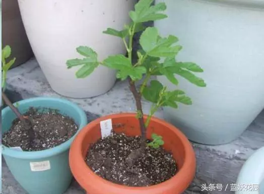 家裡種無花果,記住這2點,果子長的多又大,全家人都吃不完