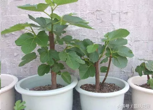 家裡種無花果,記住這2點,果子長的多又大,全家人都吃不完