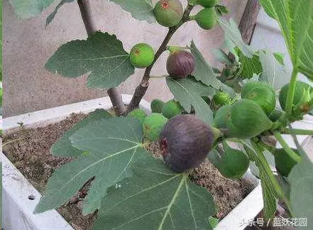 家裡種無花果,記住這2點,果子長的多又大,全家人都吃不完