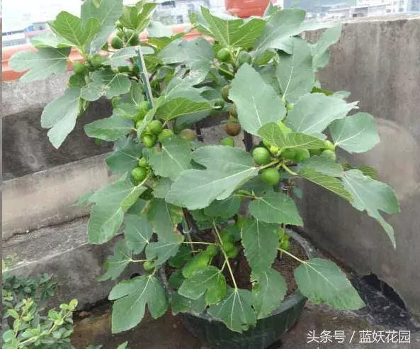 家裡種無花果,記住這2點,果子長的多又大,全家人都吃不完
