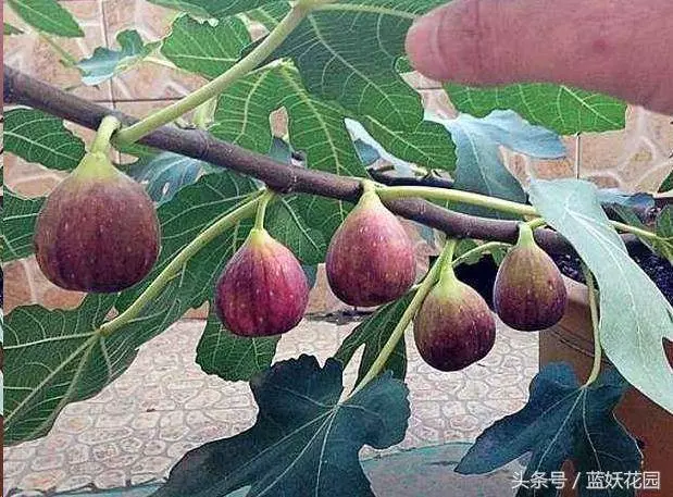 家裡種無花果,記住這2點,果子長的多又大,全家人都吃不完