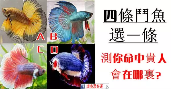測試:四條鬥魚選一條,測你命中的貴人會在哪裡