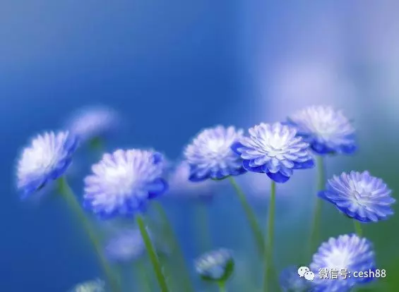心理測試:喜歡哪個禮物?測你會遇到什麼樣的喜事!
