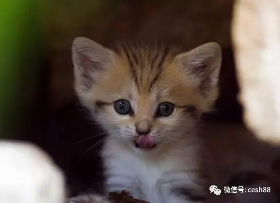 心理測試:喜歡哪個禮物?測你會遇到什麼樣的喜事!