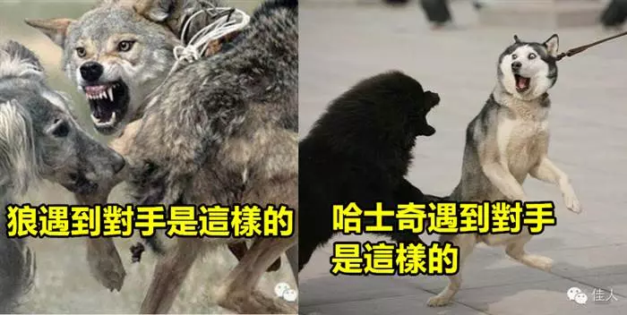 小哈自以為在暗處觀察你時是這樣的; 狼在暗處觀察你時是這樣的 XD