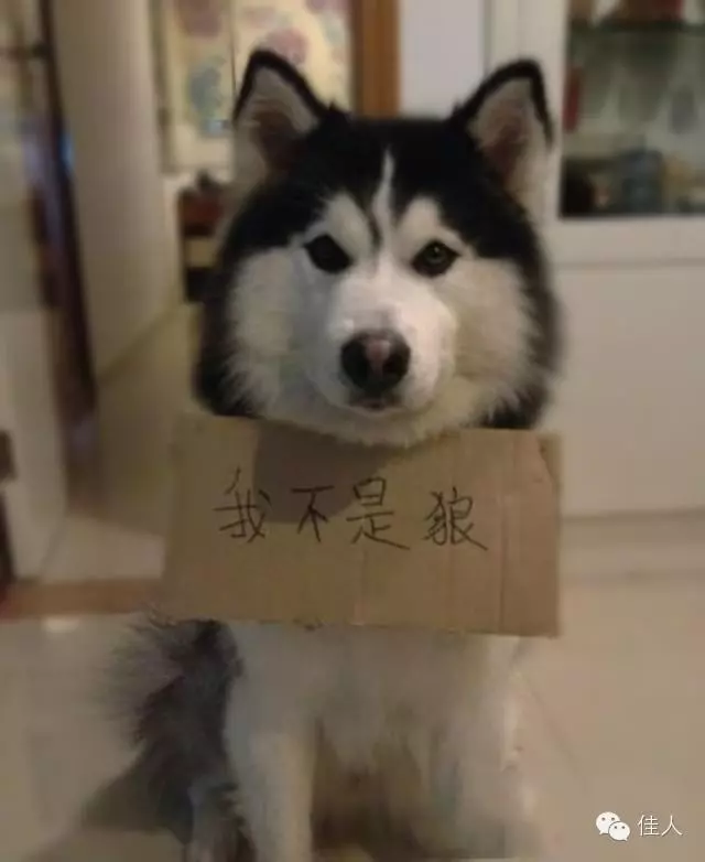 小哈自以為在暗處觀察你時是這樣的; 狼在暗處觀察你時是這樣的 XD
