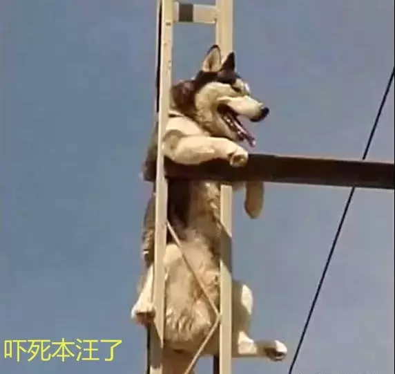 找不到二哈,出門抬頭一看,顫抖著手撥打了119
