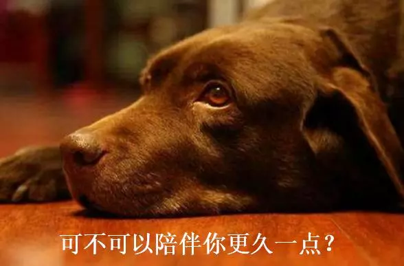 切記!狗狗一旦出現在這5個表現,離死亡就不遠了