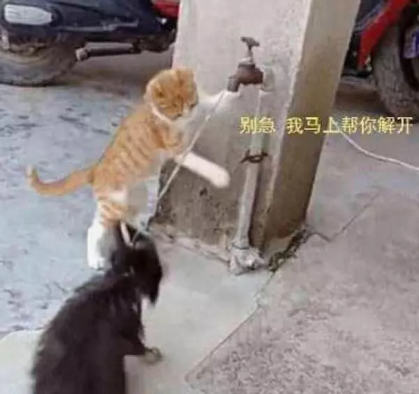流浪被拴路邊等待生命盡頭,沒有一人上前救援,反而一隻浪貓救下浪汪!